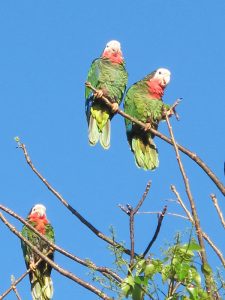 Parrot-V